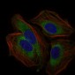 CD59 Antibody